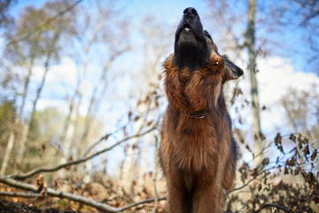 Hübscher deutscher Schäferhund im Wald