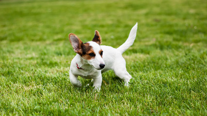 Fototapeta premium Jack Russell Terrier