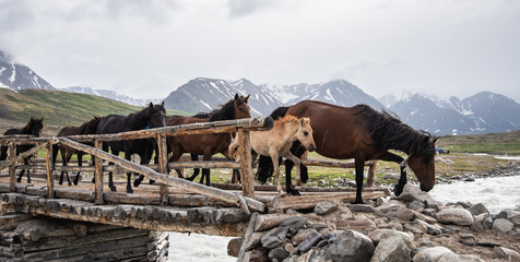 Fototapeta na wymiar Mongolian Horses on wooden Bridge 