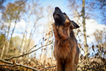 Hübscher deutscher Schäferhund im Wald