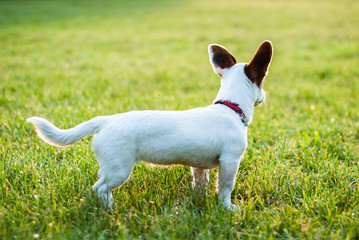 Jack Russell Terrier © Gawel