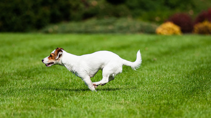 Jakck Russell Terrier © Gawel