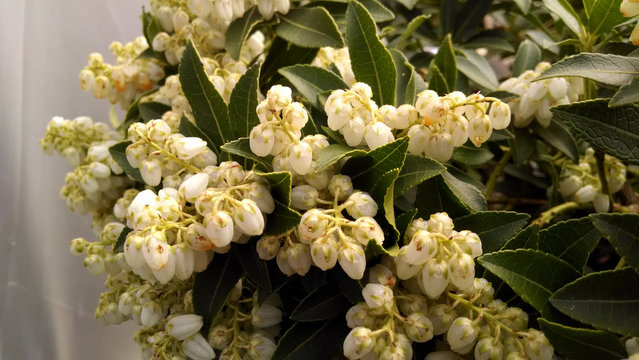 Pieris japonica 'Debora'