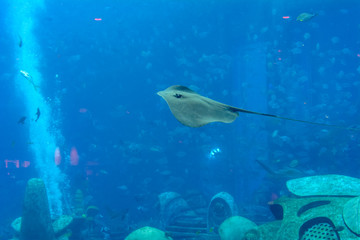 Fototapeta na wymiar Sting ray swimming underwater. The short-tail stingray or smooth stingray (Bathytoshia brevicaudata) is a common species of sting-ray in the family Dasyatidae. Atlantis, Sanya, Hainan, China.