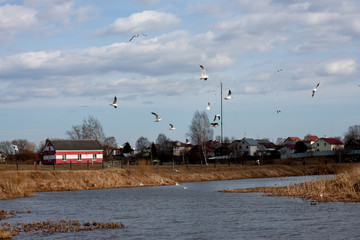 gulls flying over the river in early spring