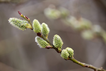 Pussy willow flowers on the branch, blooming verba in spring forest. Palm Sunday symbol, green catkins closeup	