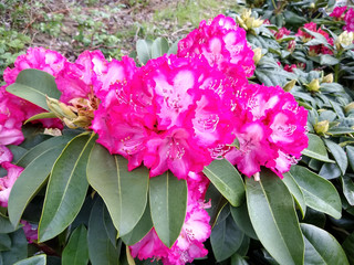 Rhododendron 'XXL'