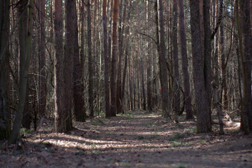 a dark, gloomy road in a pine forest.