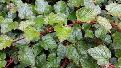 Rubus tricolor