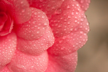 Flor rosa con petalos llenos de gotas de agua