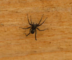 Close up spider looks awful