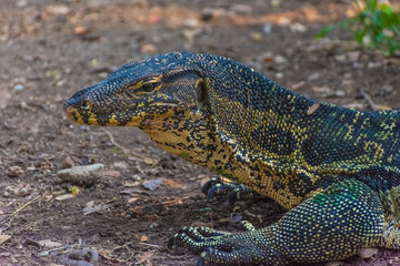 Wild monitor lizard in Lumphini Park, Bangkok, Thailand