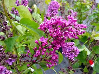 Obraz premium Syringa vulgaris 'Souvenir de Louis Spaeth'