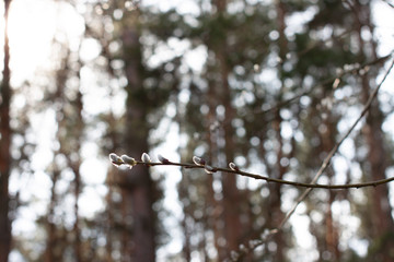 buds on a tree branch. early spring