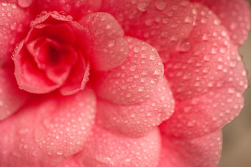 Flor rosa con petalos llenos de gotas de agua