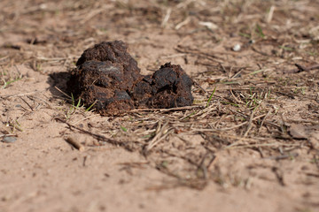 untidy dog poop on the sand on the street