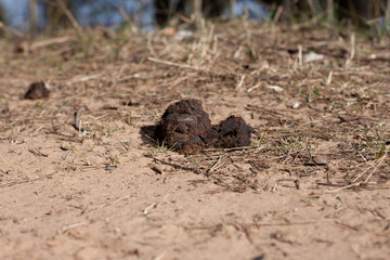untidy dog poop on the sand on the street