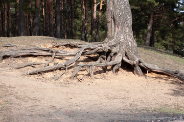 open roots of trees on the river Bank