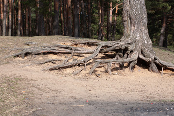 Obraz premium open roots of trees on the river Bank