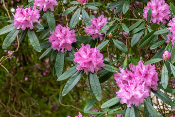 rhododendron flowers in Spring

