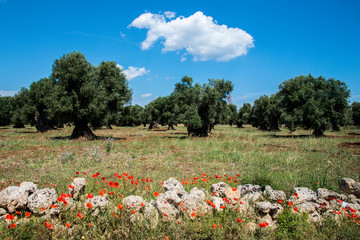 Puglia