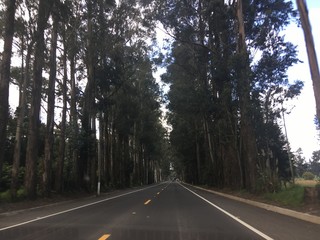 Obraz premium road in the forest