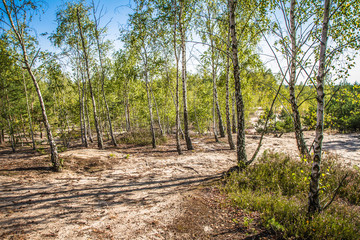 Birch trees in a forest in the summer