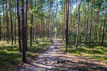 Pine trees in a forest in the summer