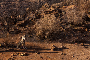 Perro pastor en Gran Canaria