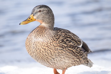 duck