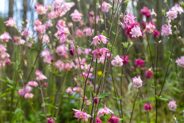 Aquilegia flowers