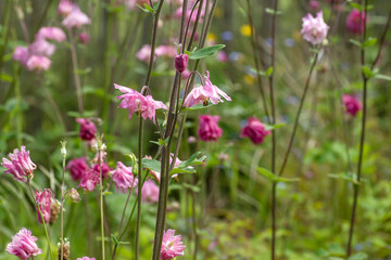 Aquilegia flowers