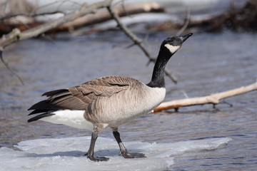 goose