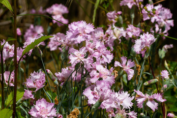 Fototapeta premium Carnation flowers