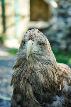 forest eagle in a zoo
