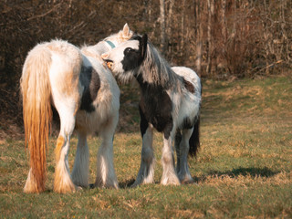 Wild horses on a mountain in the welsh brecon beacons park countryside, Wales, UK