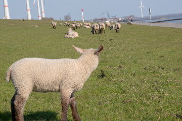 Lamm auf dem Dach