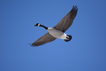 canadian goose