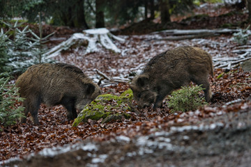 Wildschwein Eber Rudel beim Fressen im Wald im Winter