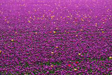 blühendes Tulpenfeld in den Niederlanden im Frühling © Christian Schwier