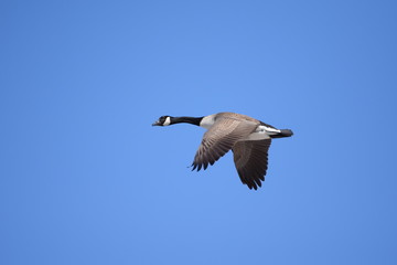 canadian goose