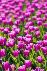 blühendes Tulpenfeld in den Niederlanden im Frühling