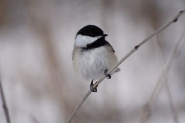 chickadee