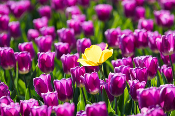 Fototapeta premium blühendes Tulpenfeld in den Niederlanden im Frühling
