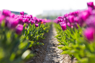 blühendes Tulpenfeld in den Niederlanden im Frühling
