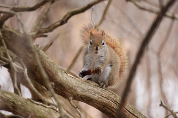 squirrel