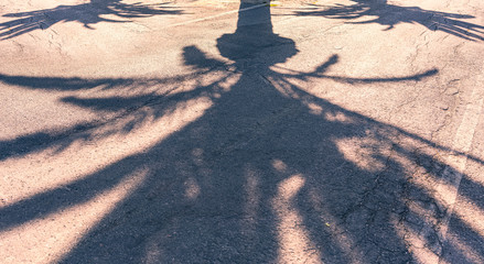 shadow of three palm trees on an asphalt road © Armin Staudt