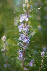 blooming branches of rosemary