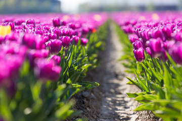 blühendes Tulpenfeld in den Niederlanden im Frühling