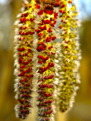 alder catkins hang on a tree in spring